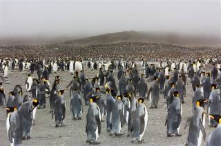 King-Penguin-Rookery.jpg