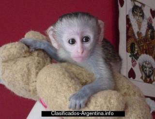 lindo-y-adorable-bebA-monos-capuchinos-para-p4181-0-png.jpg